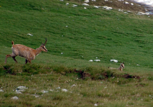 Camoscio d''Abruzzo Rupicapra pyrenaica ornata